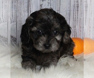Cavapoo-Poodle (Standard) Mix Puppy for sale in FREDERICKSBURG, OH, USA