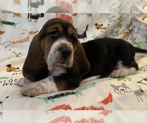 Basset Hound Puppy for sale in VILLA RIDGE, MO, USA