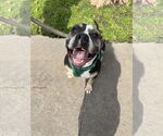 Small #5 American Bulldog Mix