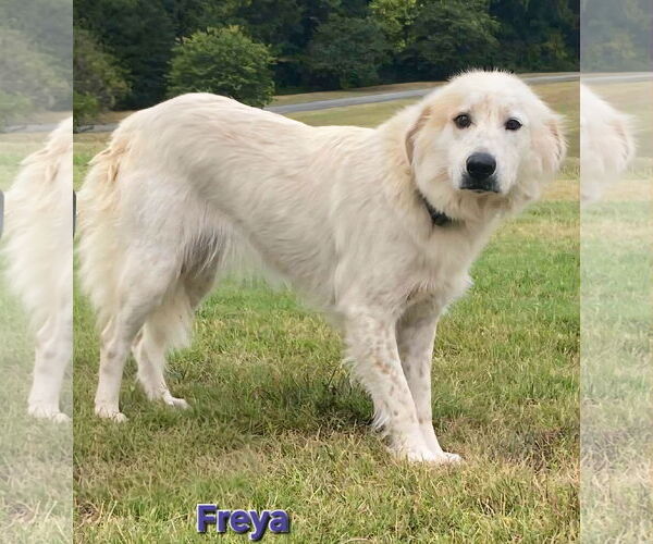 Medium Photo #5 Australian Shepherd-Great Pyrenees Mix Puppy For Sale in Croydon, NH, USA