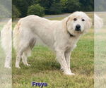 Small #4 Australian Shepherd-Great Pyrenees Mix