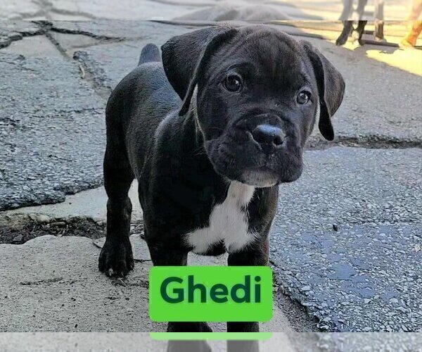 Medium Photo #22 America Bandogge Mastiff Puppy For Sale in JOLIET, IL, USA