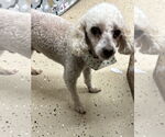 Small #4 Poodle (Toy) Mix