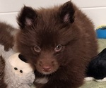 Small Photo #11 Pomsky Puppy For Sale in RAMONA, CA, USA