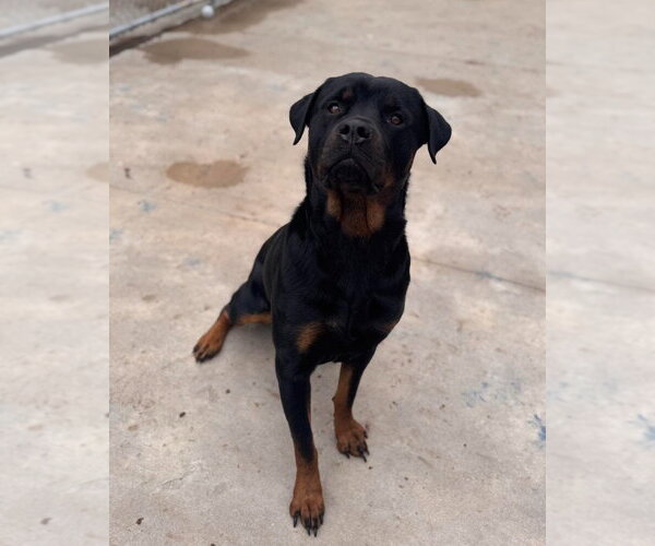 Medium Photo #2 Rottweiler Puppy For Sale in Muskegon, MI, USA