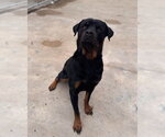 Small #1 Rottweiler