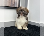 Small #8 Shih Tzu