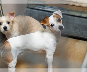 Mutt Dogs for adoption in Martinez, CA, USA