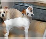 Small Mutt
