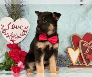 German Shepherd Dog Puppy for sale in LANCASTER, PA, USA
