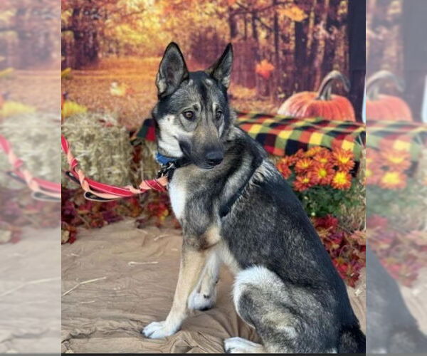 Medium Photo #1 German Shepherd Dog Puppy For Sale in Kansas City, MO, USA