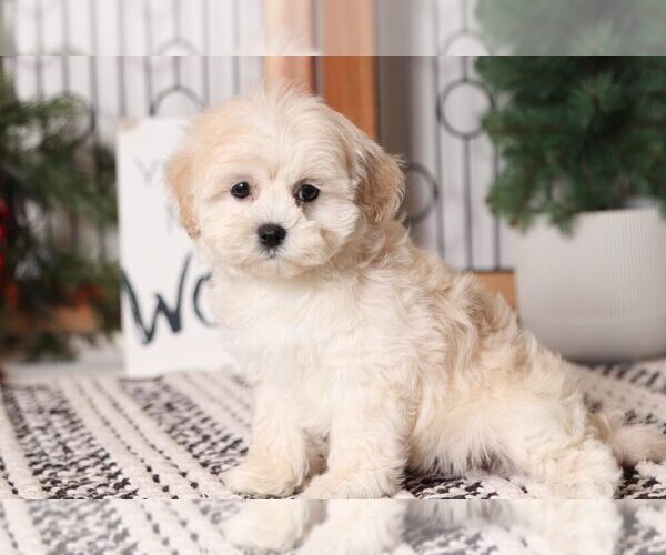 Medium Photo #3 Shih-Poo Puppy For Sale in NAPLES, FL, USA