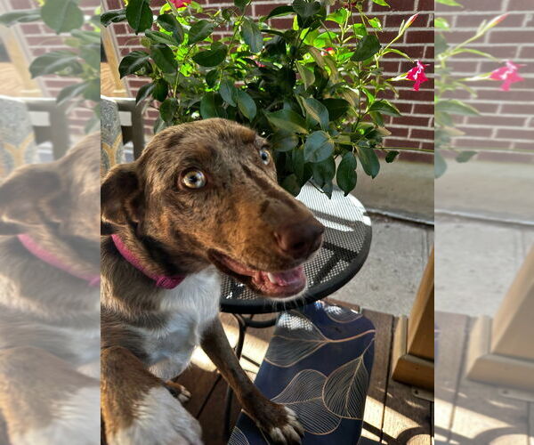 Medium Photo #3 Catahoula Leopard Dog-Unknown Mix Puppy For Sale in Salt Lake City, UT, USA