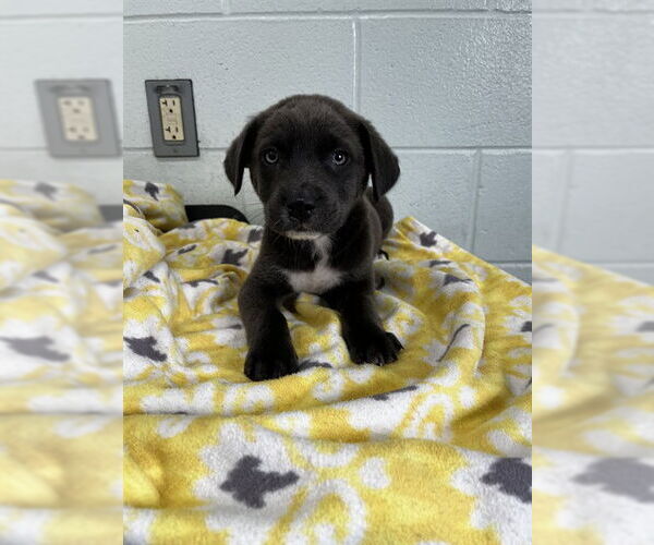 Medium Photo #1 Blue Lacy-Unknown Mix Puppy For Sale in Corpus Christi, TX, USA