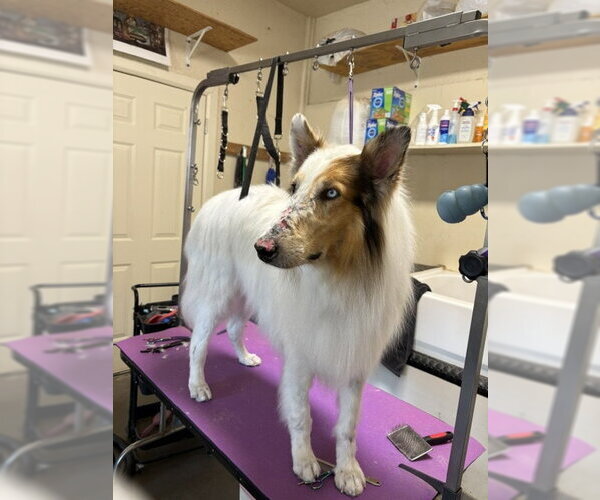 Medium Photo #2 Collie Puppy For Sale in Pueblo West, CO, USA