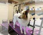 Small #1 Collie