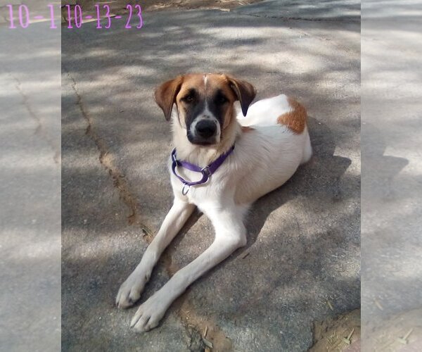 Medium Photo #2 Mutt Puppy For Sale in Apple Valley, CA, USA