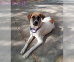 Small #1 Mutt