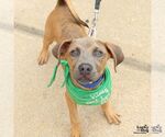 Small #2 Boxer Mix