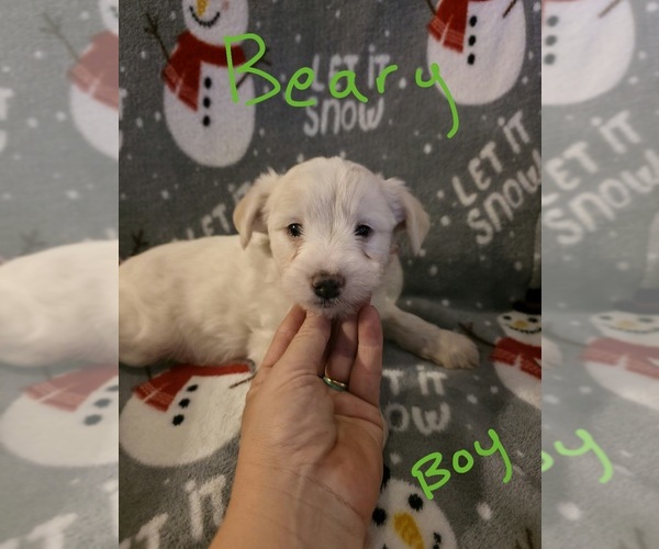 Medium Photo #26 Chizer Puppy For Sale in MONTEZUMA, GA, USA