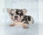 Image preview for Ad Listing. Nickname: Helen Fluffy