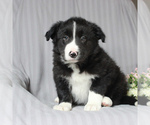 Small Photo #2 Border Collie Puppy For Sale in HONEY BROOK, PA, USA