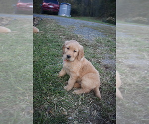 Golden Retriever Puppy for sale in MARSHALL, VA, USA