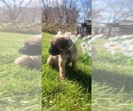 Small #27 Mastiff