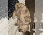 Small #29 Cock-A-Poo-Maltipoo Mix