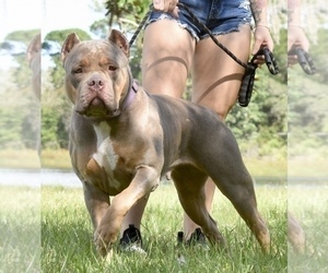 Mother of the American Bully puppies born on 04/02/2024