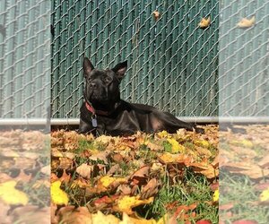 Bruno aka Mr. WooWoo - Male Mutt Dog for Adoption - Photo #4