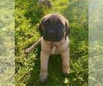 Puppy Hunter Cane Corso