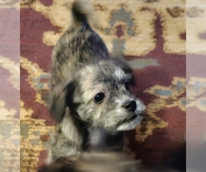 Morkie-Zuchon Mix Puppy for sale in ALTOONA, WI, USA