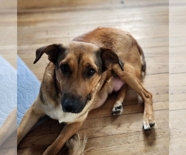 Medium Photo #2 Mutt Puppy For Sale in Brooklyn Center, MN, USA