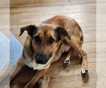 Small #1 Mutt