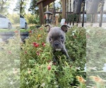 Small #1 Faux Frenchbo Bulldog