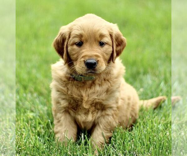 Medium Photo #4 Golden Retriever Puppy For Sale in KINZERS, PA, USA