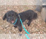 Small #1 Shih-Poo