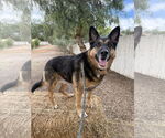 Small #1 German Shepherd Dog