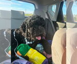 Small #2 Poodle (Standard) Mix