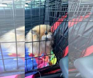 Pomeranian Dogs for adoption in Lewistown, PA, USA