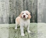 Puppy Primrose Bordoodle
