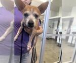 Small Chihuahua Mix