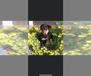 Rottweiler Puppy for sale in LINCROFT, NJ, USA