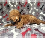 Small #8 Goldendoodle (Miniature)