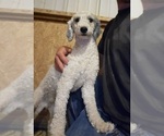 Small Photo #1 Goldendoodle (Miniature) Puppy For Sale in BLACK FOREST, CO, USA
