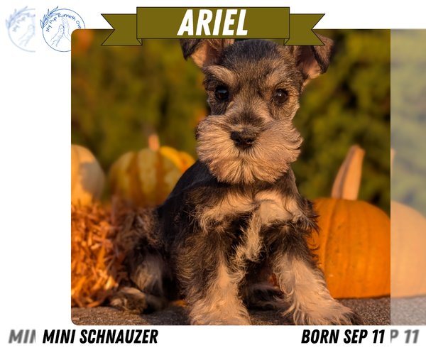 Medium Photo #12 Schnauzer (Miniature) Puppy For Sale in GOSHEN, IN, USA