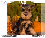 Puppy Ariel Schnauzer (Miniature)