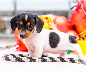 Medium Dachshund
