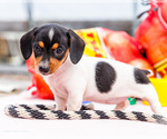 Puppy Molly Dachshund